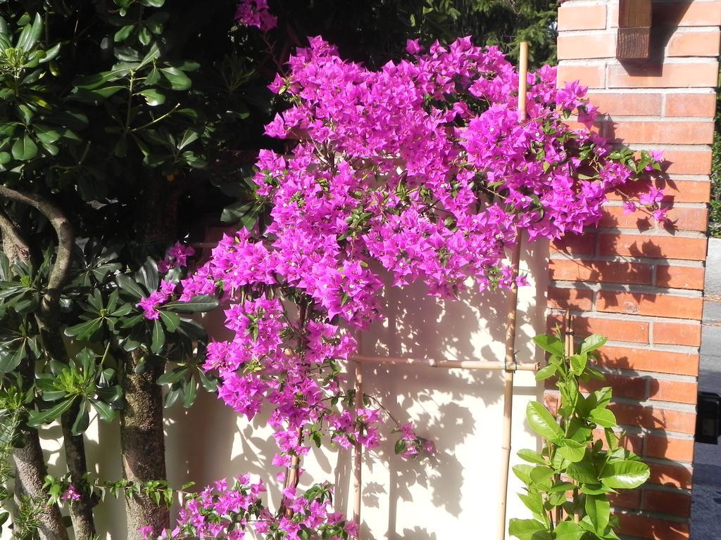 Villa Il Fortino ลิโด ดิ กามาโยเร ภายนอก รูปภาพ